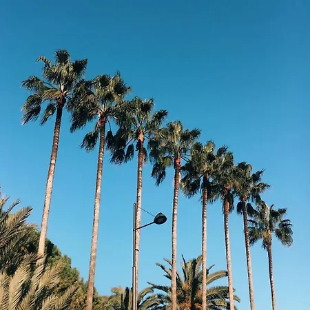 Palm Proche